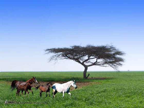 nature-new143.jpg