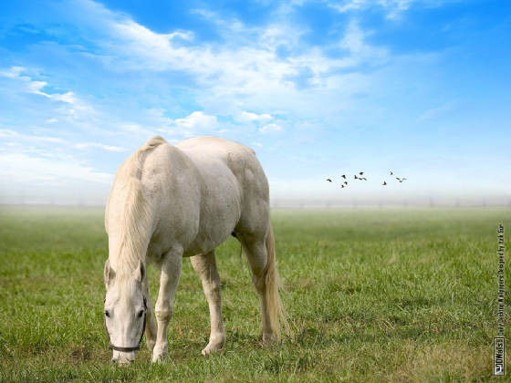 nature-new244.jpg