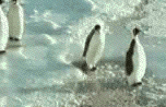 244.gif